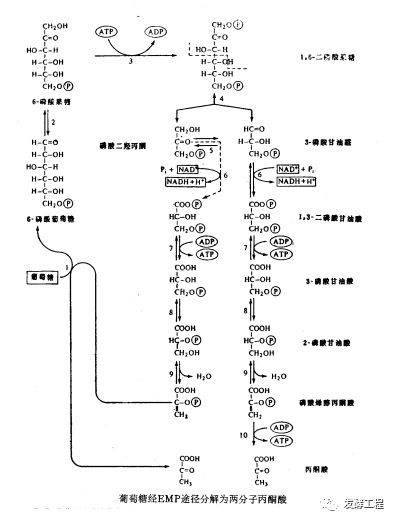 发酵工艺:发酵工业常用碳、氮源代谢路线图 - 中国微生物高新技术产业服务联盟