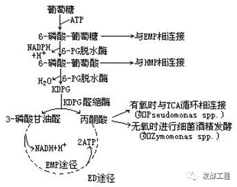 发酵工艺:发酵工业常用碳、氮源代谢路线图 - 华农微生物高新技术产业服务联盟