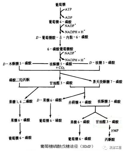 发酵工艺:发酵工业常用碳、氮源代谢路线图 - 华农微生物高新技术产业服务联盟